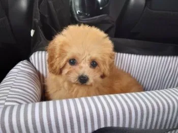 A-O 様のお迎えした子犬