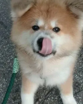 ☆ 様のお迎えした子犬