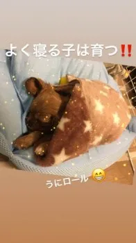 うにパパ 様のお迎えした子犬