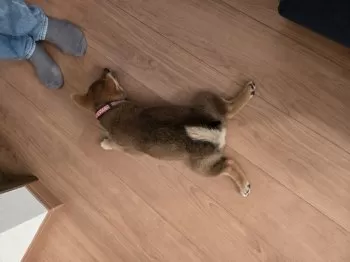 Happy2025 様のお迎えした子犬