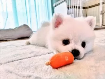 こまママ 様のお迎えした子犬