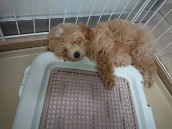 きんちゃん 様のお迎えした子犬