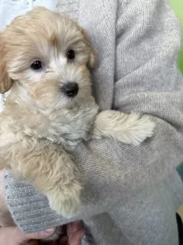 MI 様のお迎えした子犬