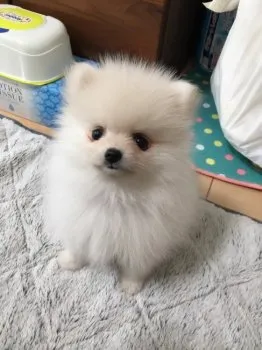 S 様のお迎えした子犬