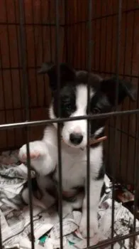 すずき 様のお迎えした子犬