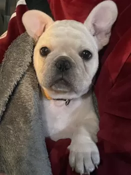 ice_ell 様のお迎えした子犬