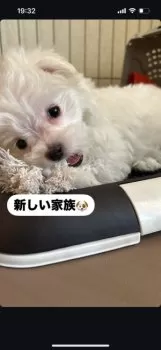 ごま 様のお迎えした子犬