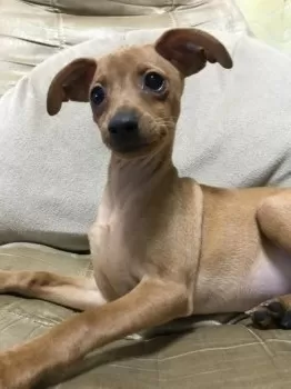 S.K 様のお迎えした子犬