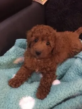 ジャスティン 様のお迎えした子犬