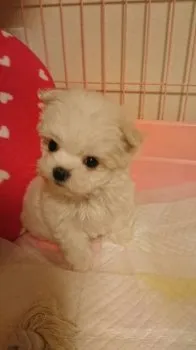 マシュママ 様のお迎えした子犬