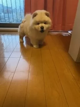 C 様のお迎えした子犬