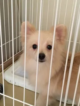 Y.Ｉ 様のお迎えした子犬