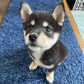 まる子 様のお迎えした子犬