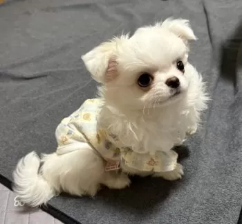 K.T 様のお迎えした子犬