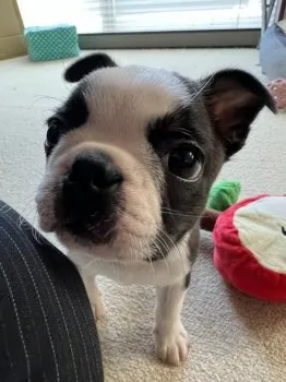 Bamboo 様のお迎えした子犬