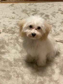M.F 様のお迎えした子犬