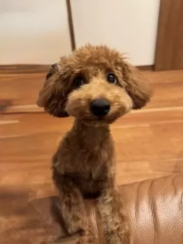 A.S 様のお迎えした子犬