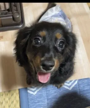 I.M 様のお迎えした子犬
