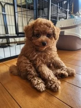 M.H 様のお迎えした子犬