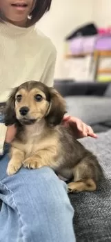 S.Ｉ 様のお迎えした子犬