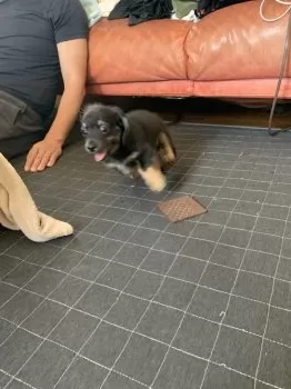 C.K 様のお迎えした子犬