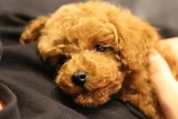 miki 様のお迎えした子犬