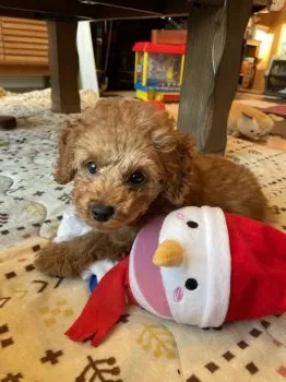 T.N 様のお迎えした子犬