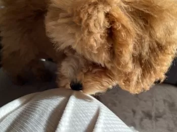 なばな 様のお迎えした子犬