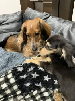 NF 様のお迎えした子犬