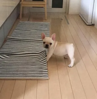 林 様のお迎えした子犬