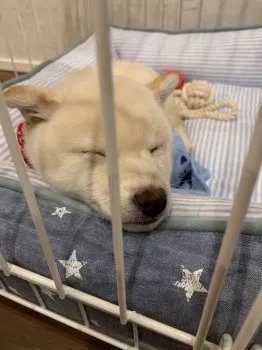 Norrryyy 様のお迎えした子犬