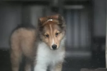 A.A 様のお迎えした子犬