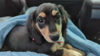 ムギ03 様のお迎えした子犬