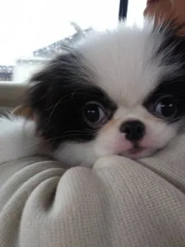 TAKITAKI 様のお迎えした子犬