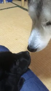 H.O 様のお迎えした子犬