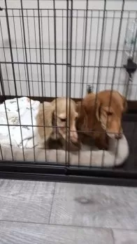 えーすけ 様のお迎えした子犬