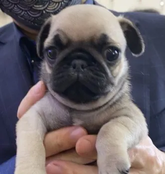 M.H 様のお迎えした子犬