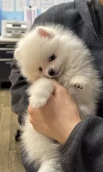 K.S 様のお迎えした子犬