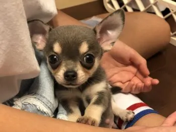 桜井 清美 様のお迎えした子犬