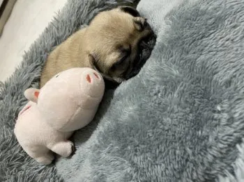 ちゃそ 様のお迎えした子犬