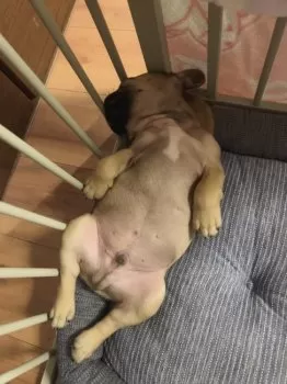 BOSS 様のお迎えした子犬