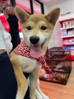 T.M 様のお迎えした子犬