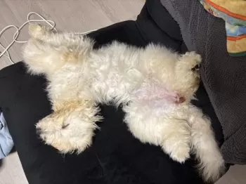 T.K 様のお迎えした子犬