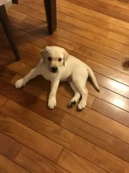 はるゆき 様のお迎えした子犬
