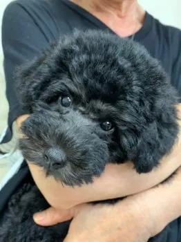 モコパパ 様のお迎えした子犬