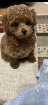 M.S 様のお迎えした子犬