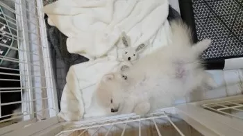 かおりん 様のお迎えした子犬