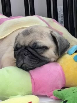 mai 様のお迎えした子犬