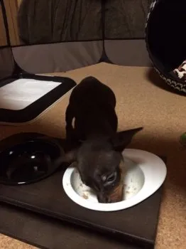 Sfuj 様のお迎えした子犬