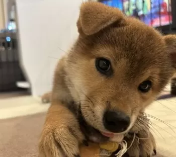 N 様のお迎えした子犬